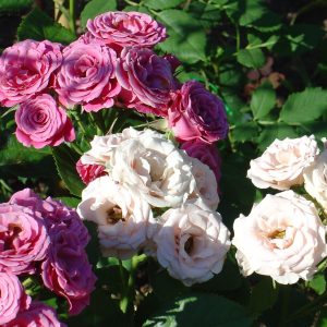Розы чайно - гибридные