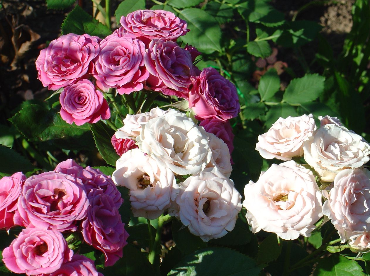 Флорибунда розы описание и особенности. Розы флорибунды.