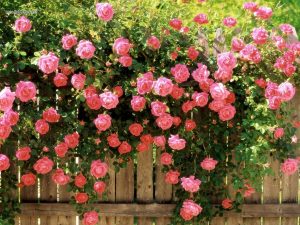 Розы плетистые