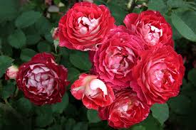 роза, питомник, elitgarden, саженцы, чайно- гибридные, шраб, старинные, романтические,
