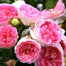 elitgarden, питомник, саженцы, роза, шраб, флорибунда, английская, чайно-гибридная, парковая, спрэй, почво-покровная, плетистая, цветы