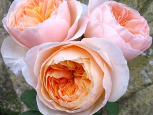 пионовидная роза Остина