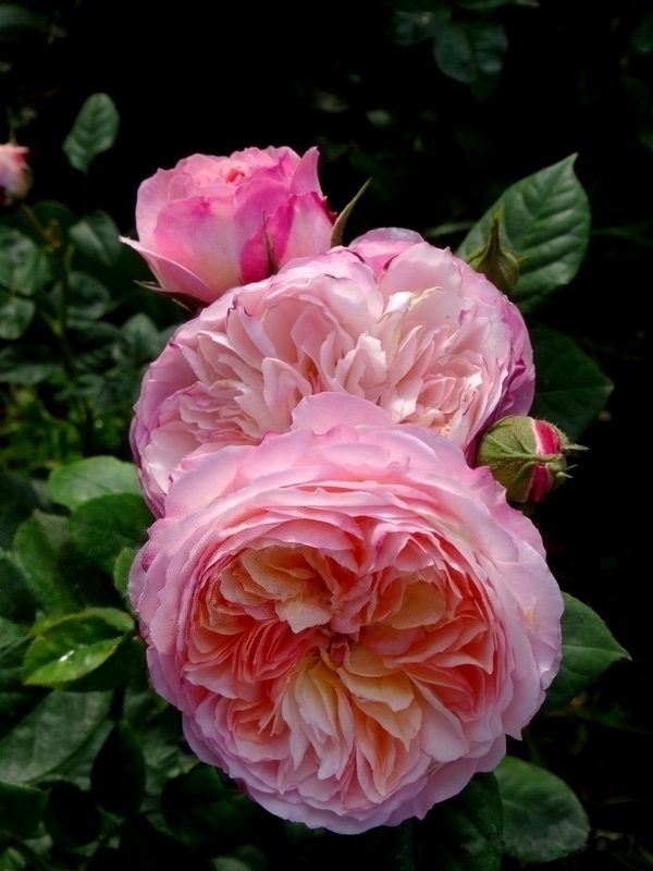 Роза Constance (AUStruss) Констанс