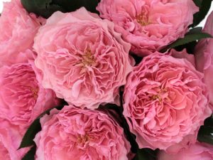 Купить саженцы роз в питомнике Elitgarden. Предлагаем качественные саженцы роз с доставкой по Украине.