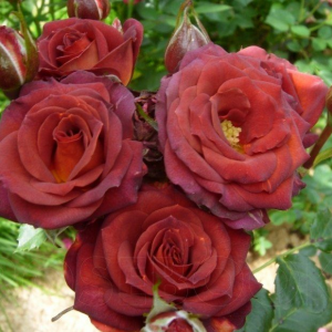 Купить саженцы роз в питомнике Elitgarden. Предлагаем качественные саженцы роз с доставкой по Украине.
