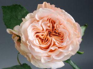 Роза Shimmer (Шиммер) - Elitgarden