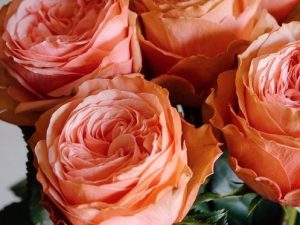 Предлагаем качественные саженцы роз с доставкой по Украине. В ассортименте много редких сортов и новинок. Английские, плетистые, чайно-гибридные, флорибунда, шрабы, бордюрные, спрей розы, приобретенные в питомнике Elitgarden, доставят радость.
