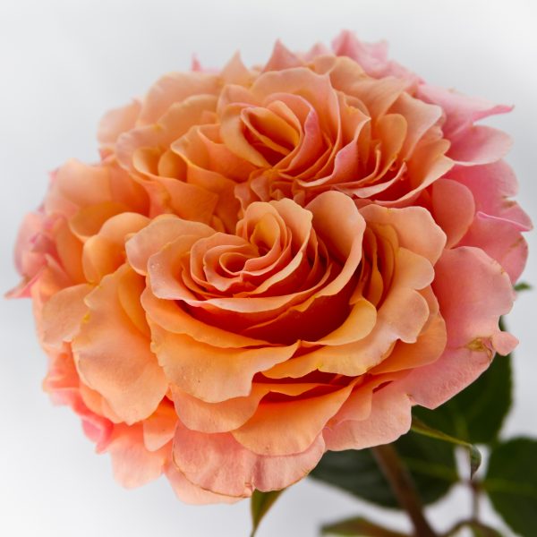 Роза Mayra's Peach (Майра Пич)