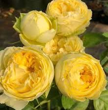 Роза Лимон Помпон. (Lemon Pompom)