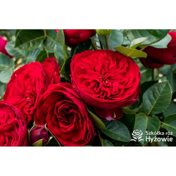 Роза Royal Piano