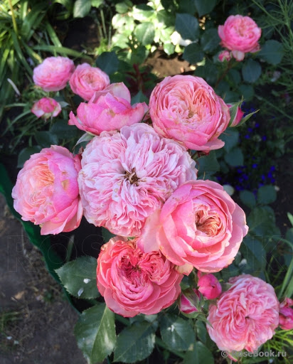 викториан пинк victorian pink роза фото описание